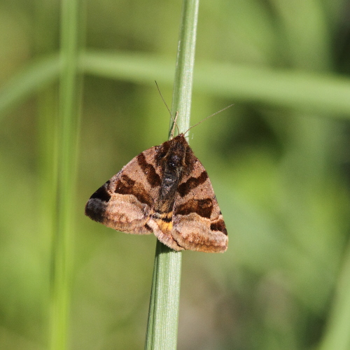 Euclidia glyphica (Burnet Companion).JPG